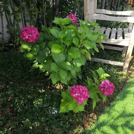 White House Luxury Hospitality Pensionat